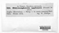 Xenodidymella applanata image